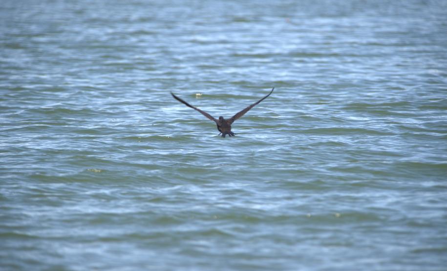 Guardiões da Fauna: IAT promove ação de educação ambiental no Parque das Aves
