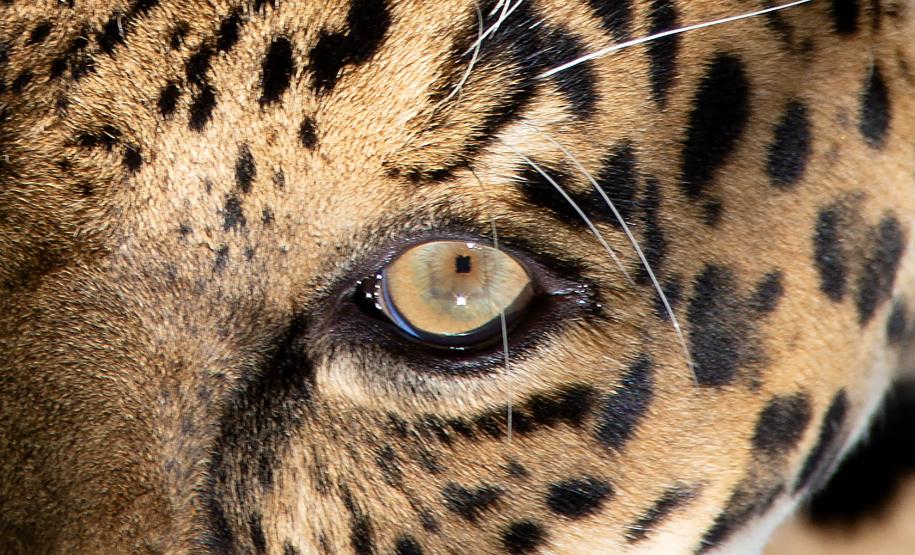 IAT promove capacitação de agentes para atendimento a ocorrências com grandes felinos