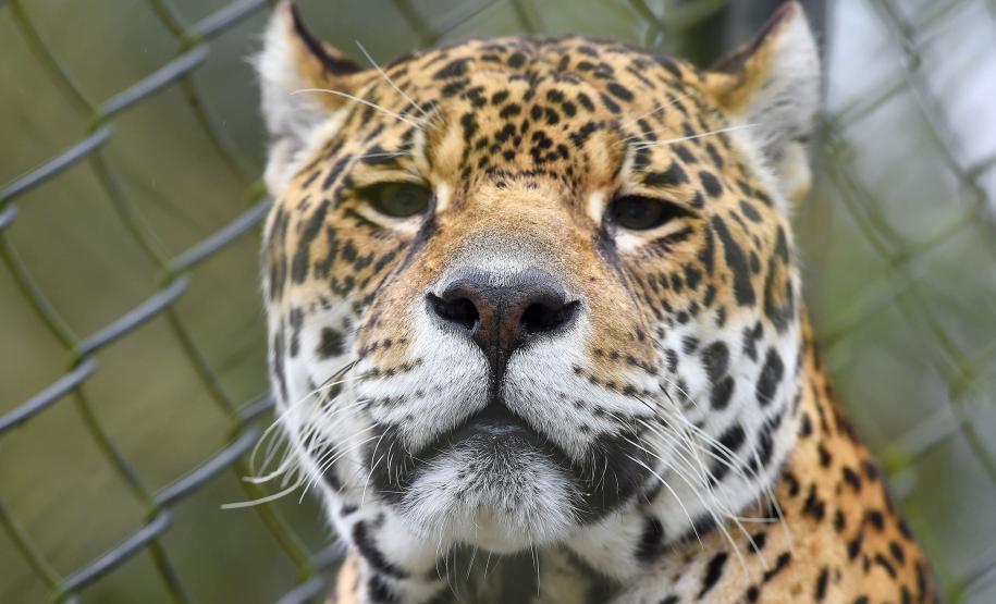 IAT promove capacitação de agentes para atendimento a ocorrências com grandes felinos