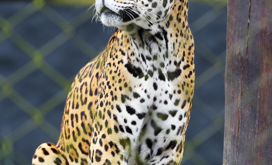 IAT promove capacitação de agentes para atendimento a ocorrências com grandes felinos