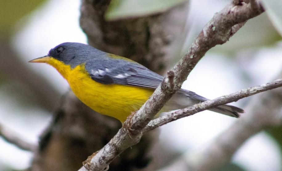 Foto de pássaros paranaenses