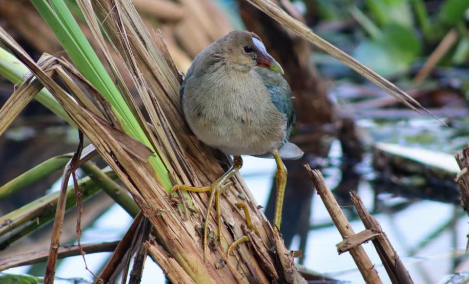Foto de pássaros paranaenses
