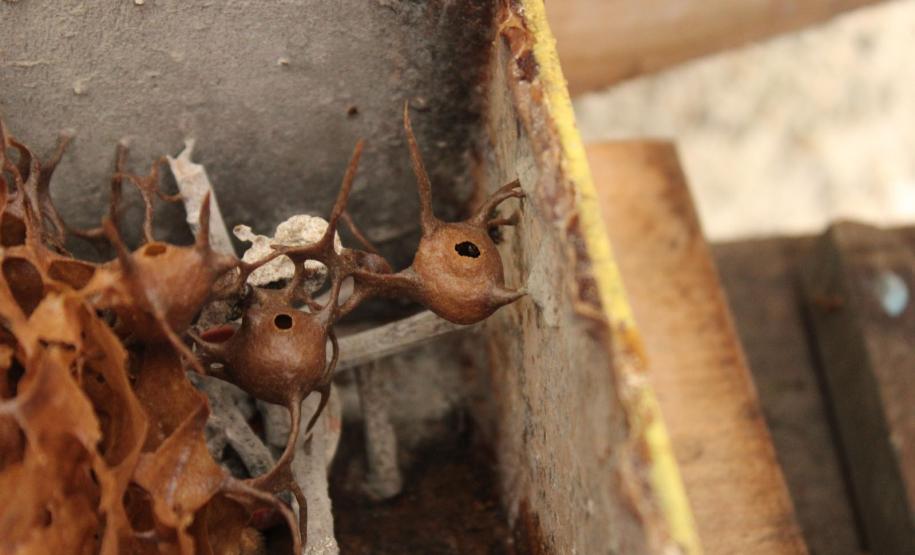 Abelhas sem ferrão transformam escolas do Paraná em laboratórios ambientais