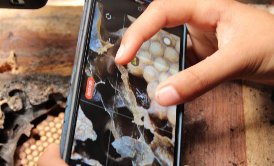 Abelhas sem ferrão transformam escolas do Paraná em laboratórios ambientais