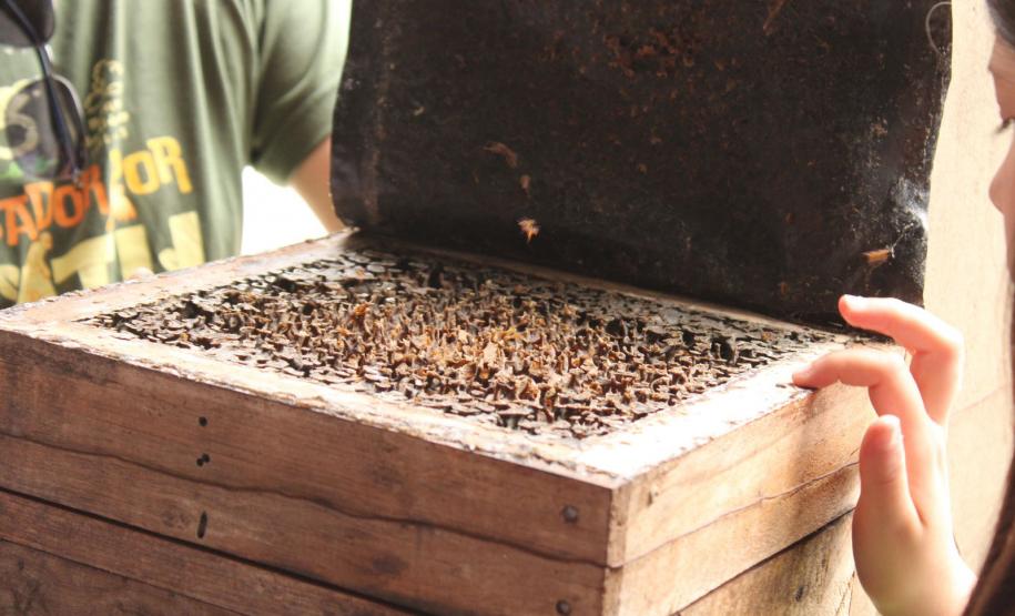 Abelhas sem ferrão transformam escolas do Paraná em laboratórios ambientais