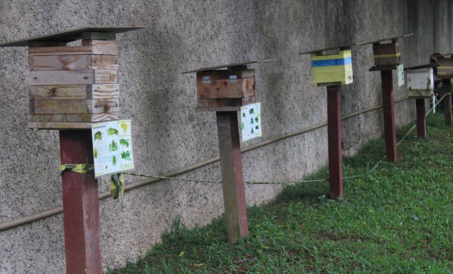 Abelhas sem ferrão transformam escolas do Paraná em laboratórios ambientais