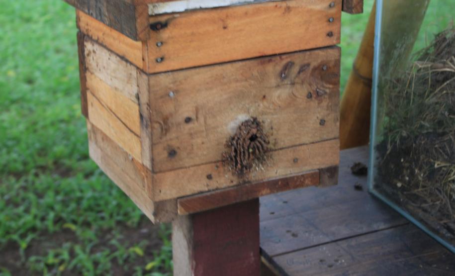 Abelhas sem ferrão transformam escolas do Paraná em laboratórios ambientais