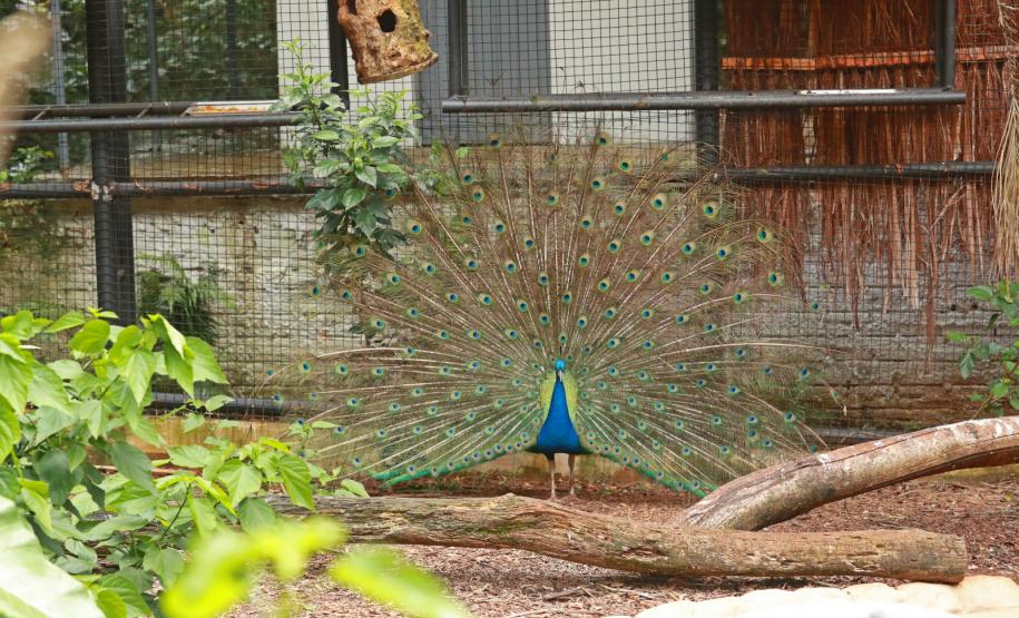 Foto do zoológico de Cascavel