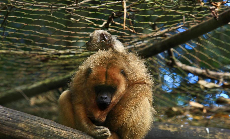 Foto do zoológico de Cascavel
