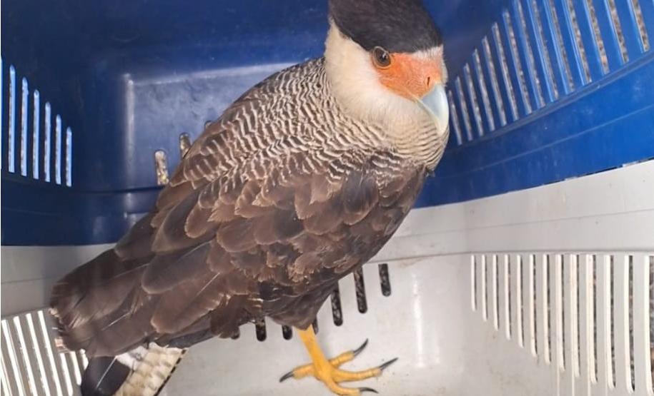 Foto de ave silvestre paranaense