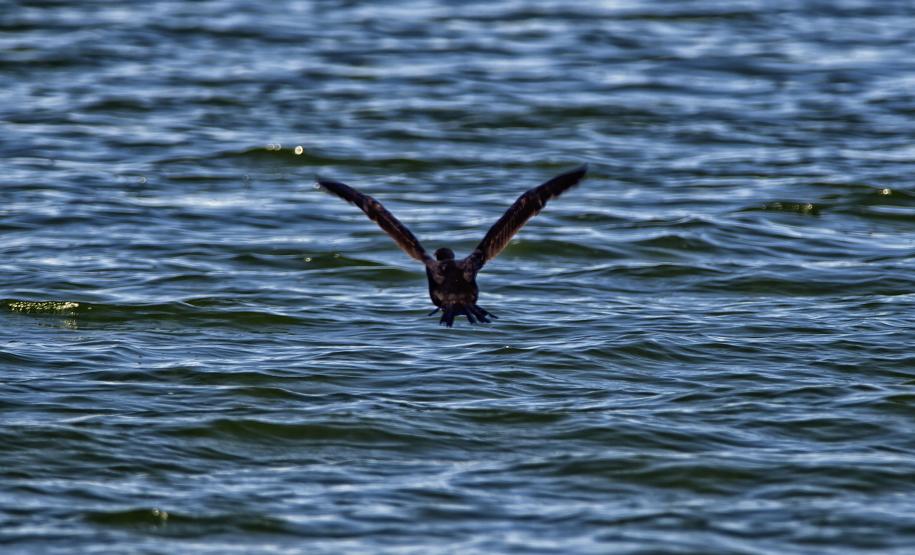 Foto de fauna silvestre paranaense