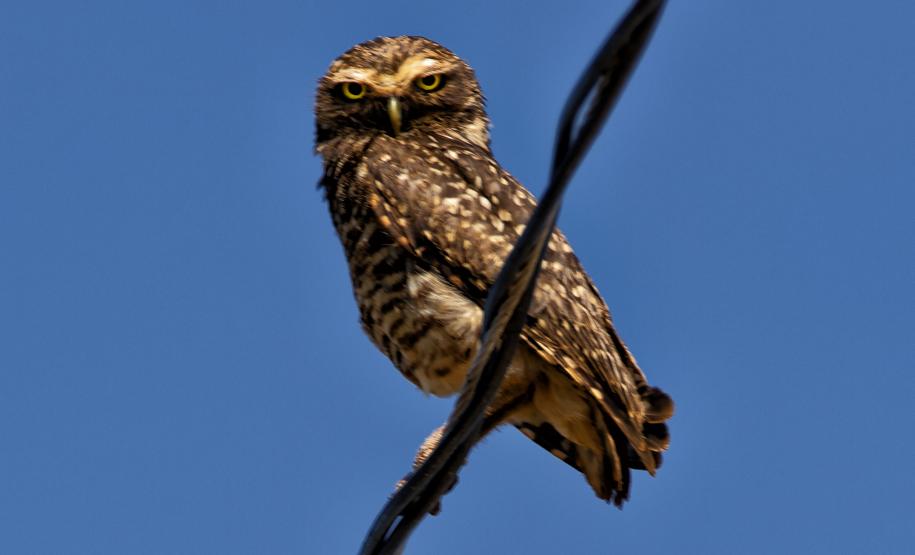 Foto de fauna silvestre paranaense