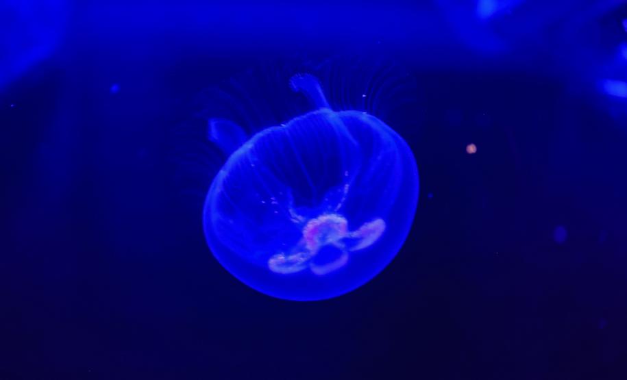 Novo atrativo: Foz do Iguaçu ganha um dos maiores aquários da América do Sul