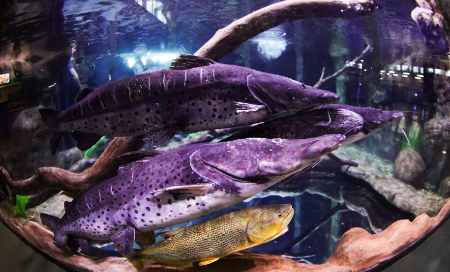 Novo atrativo: Foz do Iguaçu ganha um dos maiores aquários da América do Sul