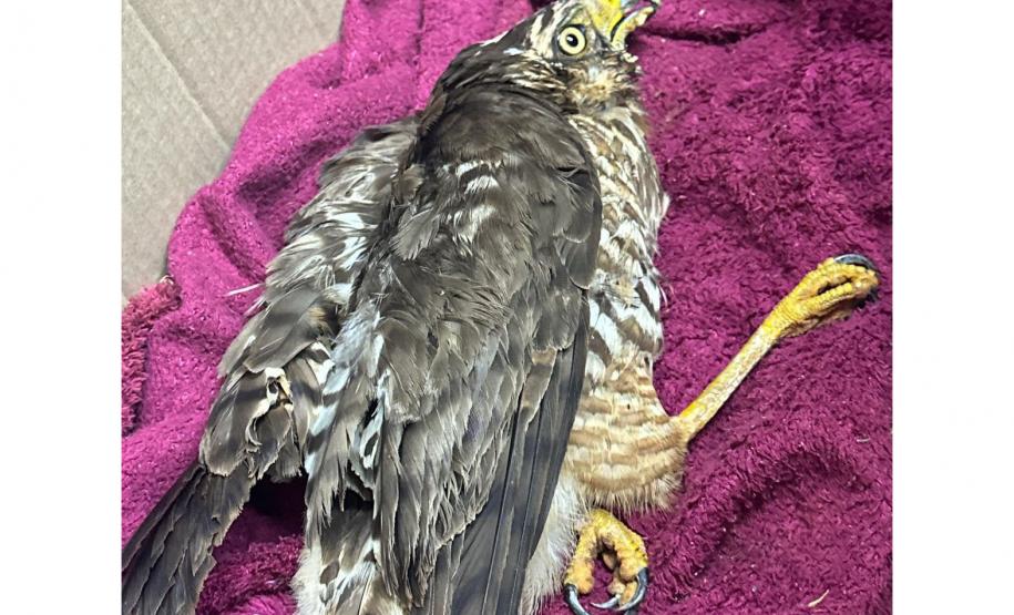 Rede de manejo que atua em desastres amparou 2,3 mil animais em Rio Bonito do Iguaçu