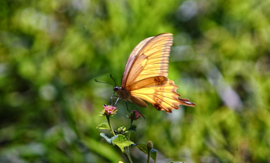 Foto de fauna silvestre paranaense