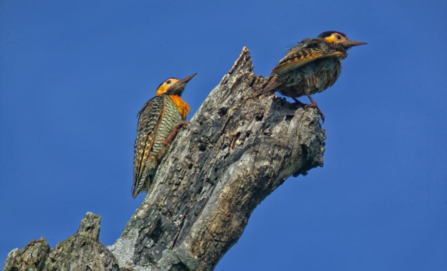 Foto de fauna silvestre paranaense