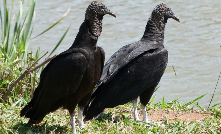 Foto de ave silvestre paranaense