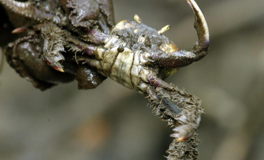 Captura do caranguejo-uçá começa dia 1º; IAT reforça regras e fiscalização