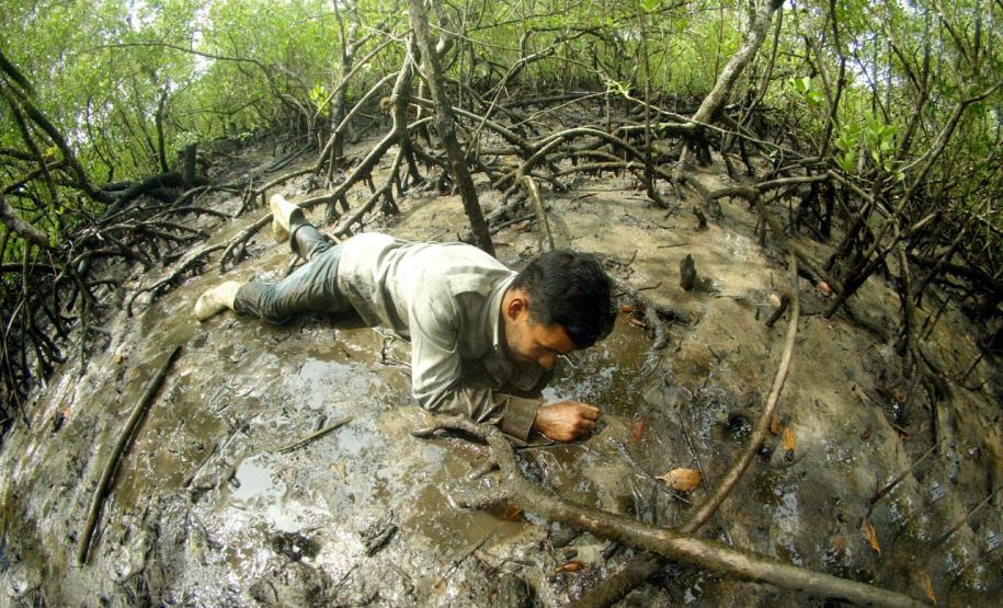 Captura do caranguejo-uçá começa dia 1º; IAT reforça regras e fiscalização