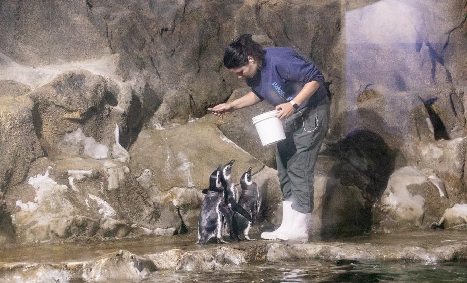 Aquário de Paranaguá terá novos animais e atrações especiais para a temporada