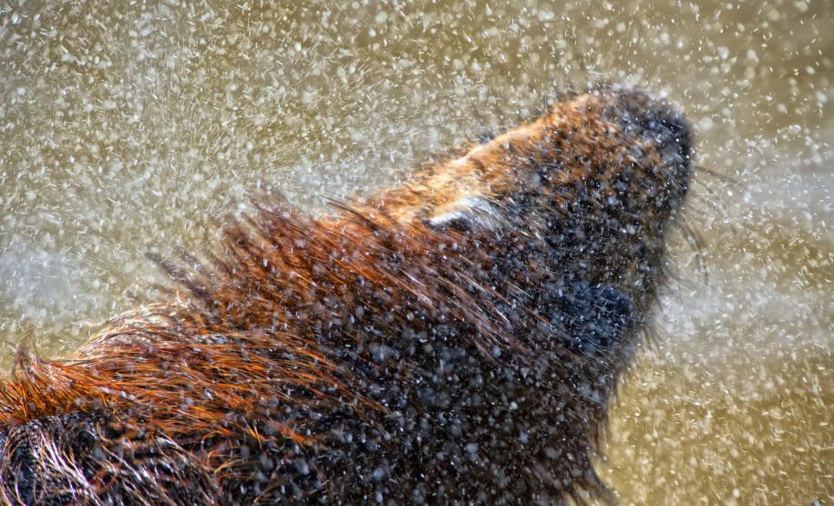 IAT assina convênio com a Prefeitura de Curitiba e amplia atendimento à fauna silvestre