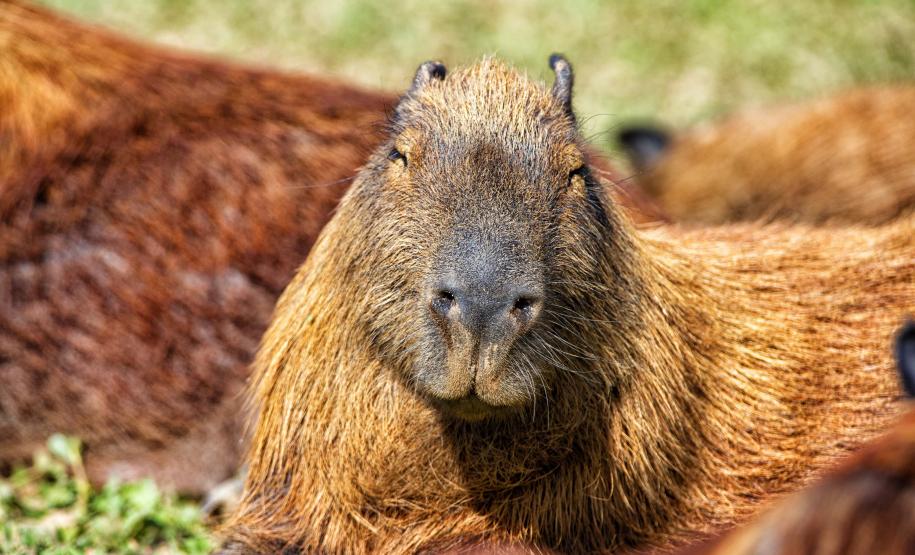 IAT assina convênio com a Prefeitura de Curitiba e amplia atendimento à fauna silvestre