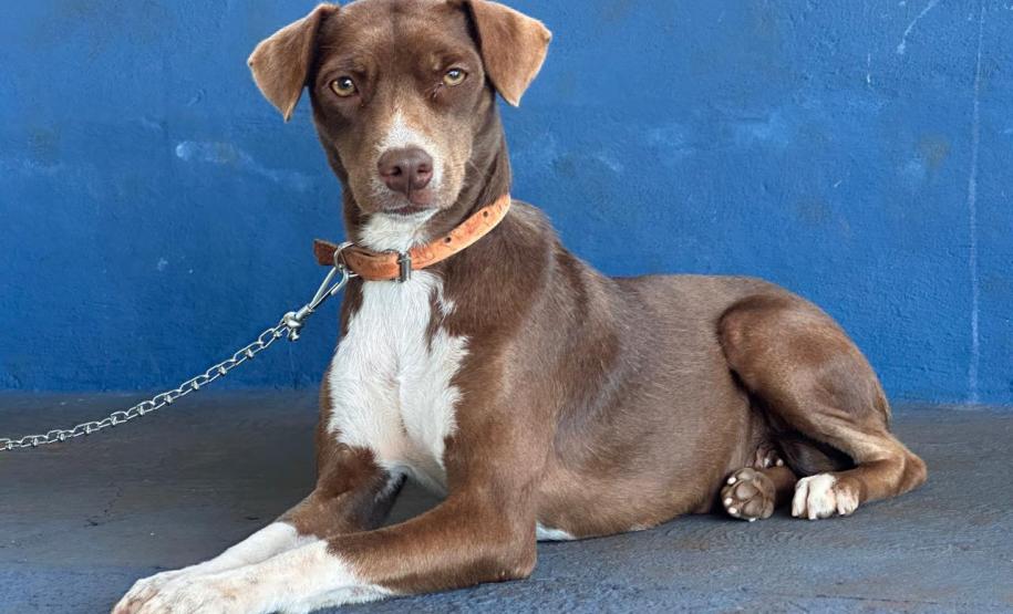 Mutirão do CastraPet Paraná vai passar por 20 municípios em dezembro