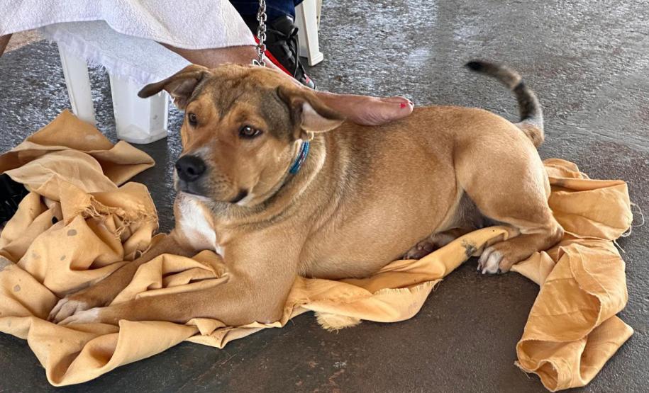 Mutirão do CastraPet Paraná vai passar por 20 municípios em dezembro