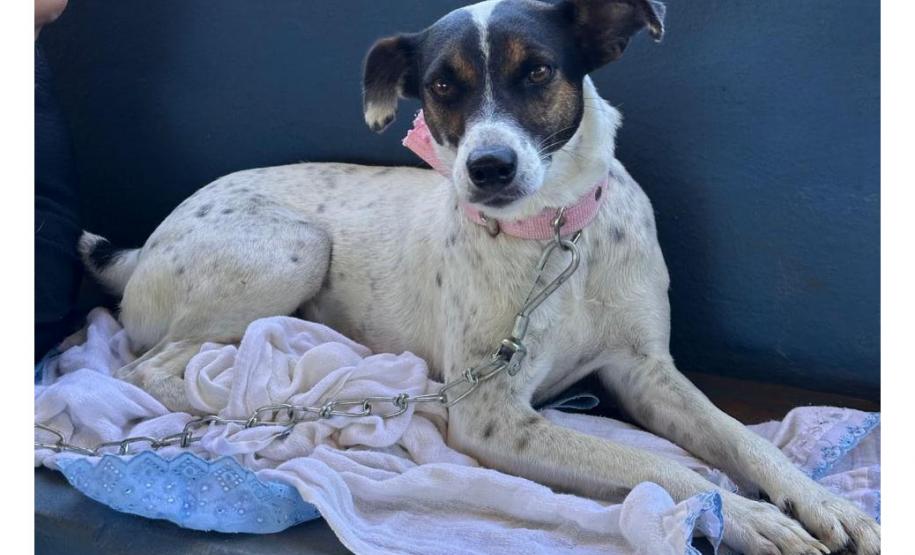 Mutirão do CastraPet Paraná vai passar por 20 municípios em dezembro