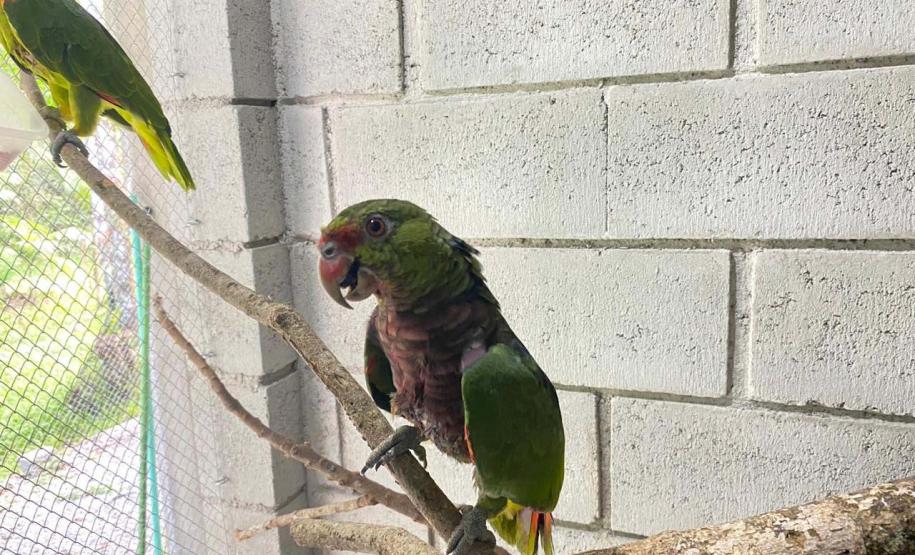 Foto de tratamento no PAAS Litoral