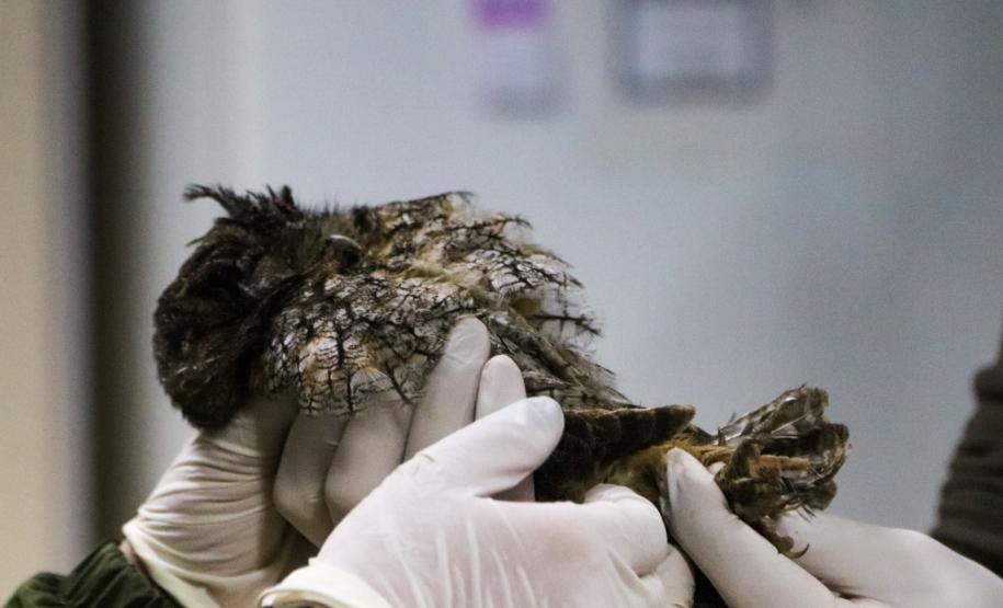 Foto de tratamento no PAAS Litoral