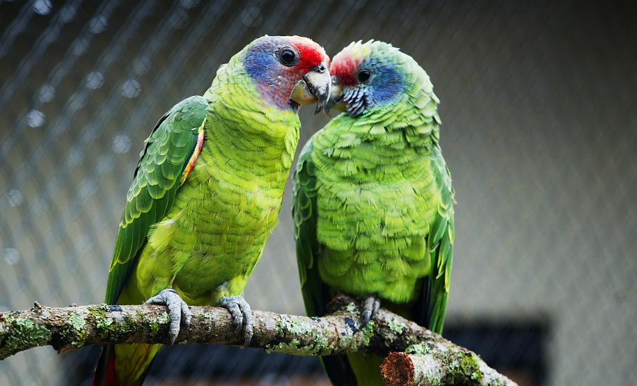 IAT reforça orientações sobre compra legal de animais silvestres; veja as regras