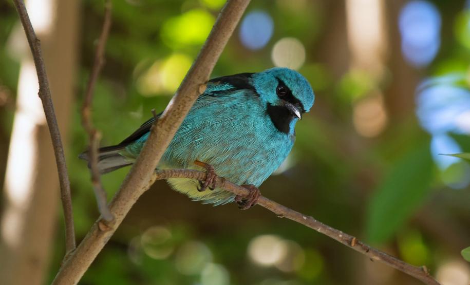 Vila Velha estreia observação de pássaros e Ponta Grossa entra na rota do birdwatching