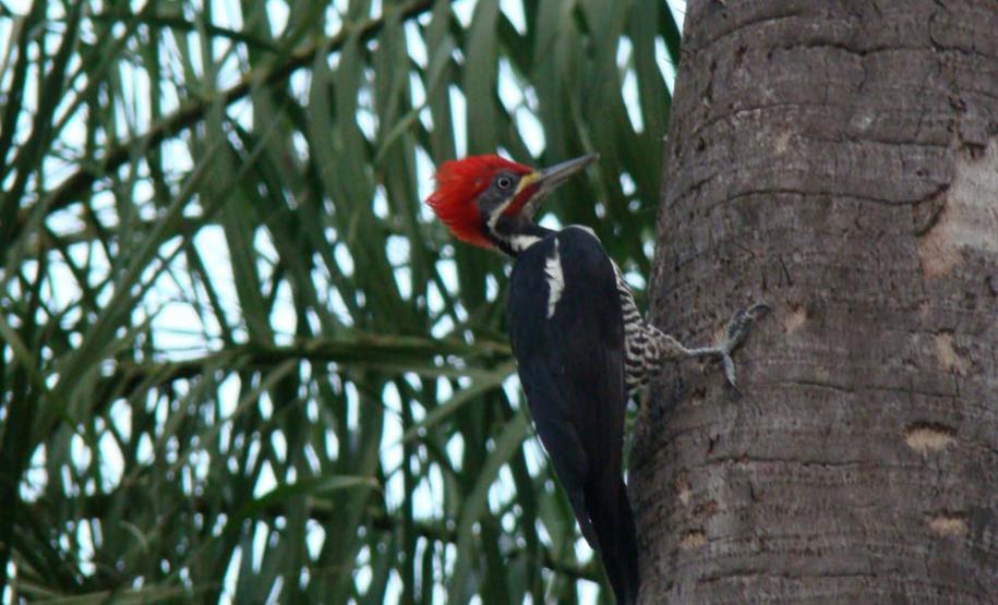 Vila Velha estreia observação de pássaros e Ponta Grossa entra na rota do birdwatching