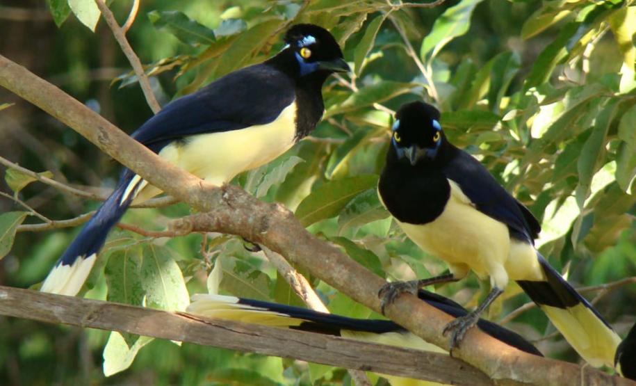 Vila Velha estreia observação de pássaros e Ponta Grossa entra na rota do birdwatching