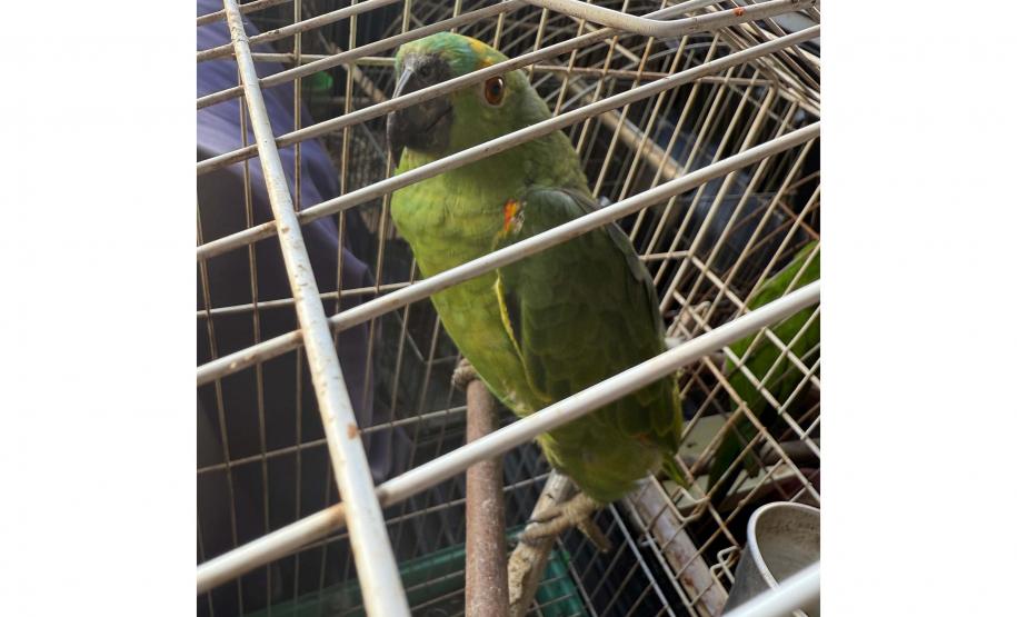 PCPR, PMPR e IAT resgatam 36 aves silvestres durante operação em Paraíso do Norte