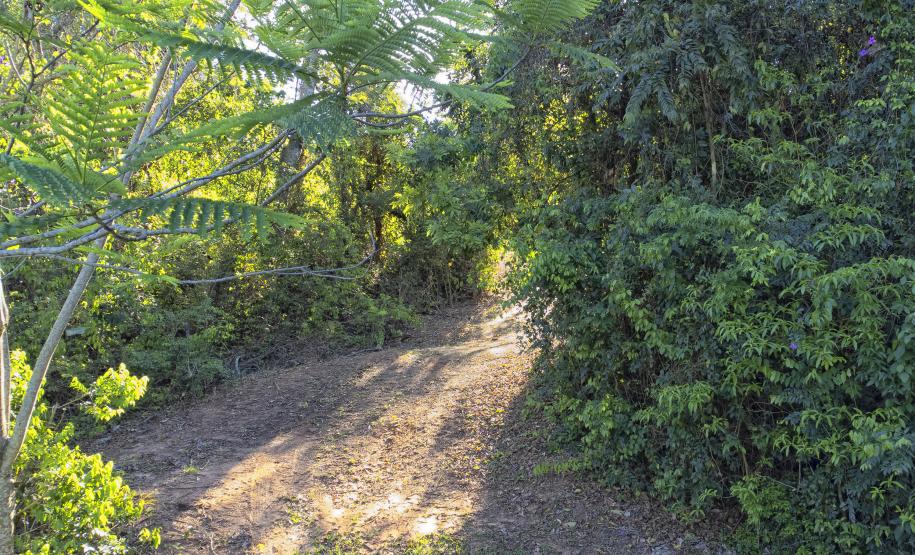 Foto de áreas preservadas paranaenses