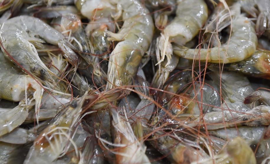 Foto de camarões