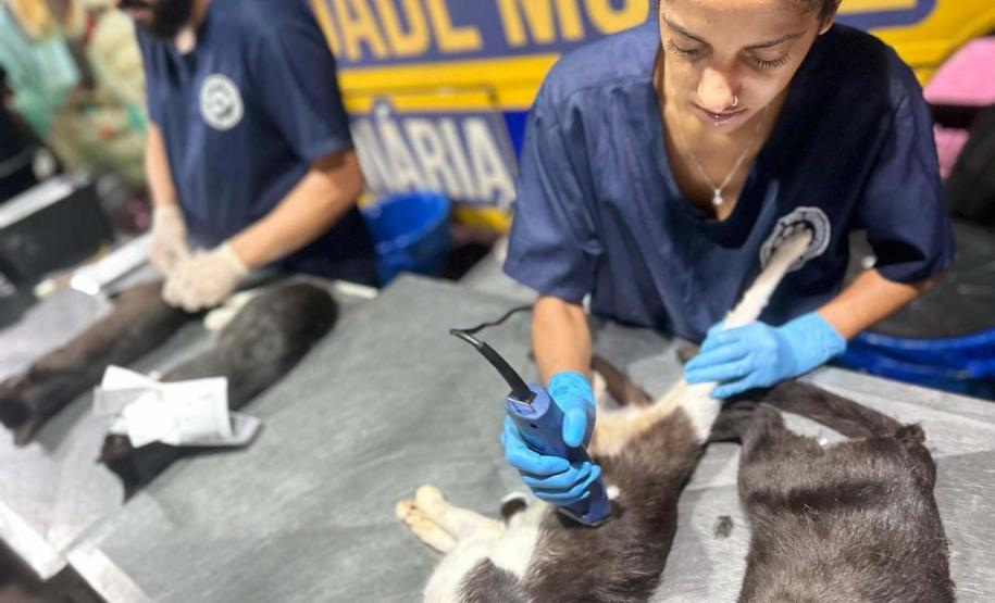 Foto de ação do Castrapet Paraná