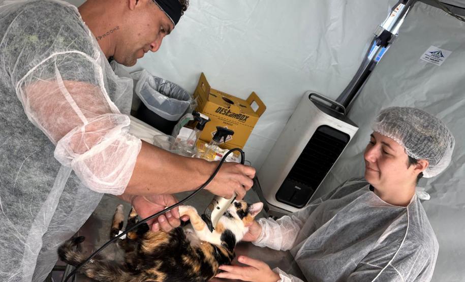 De Umuarama a Pranchita: Estado retoma CastraPet em 42 municípios em janeiro