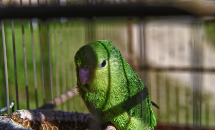 Após reabilitação e testes de voo, IAT devolve à natureza seis pássaros em Pontal do Paraná