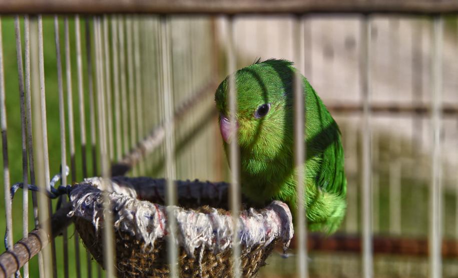 Após reabilitação e testes de voo, IAT devolve à natureza seis pássaros em Pontal do Paraná