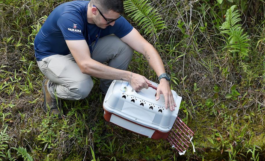 Após reabilitação e testes de voo, IAT devolve à natureza seis pássaros em Pontal do Paraná