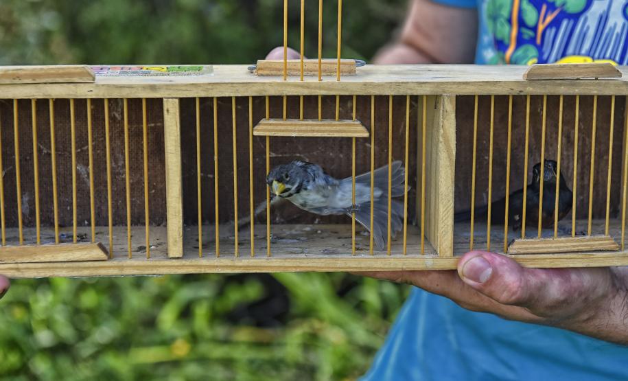 Após reabilitação e testes de voo, IAT devolve à natureza seis pássaros em Pontal do Paraná