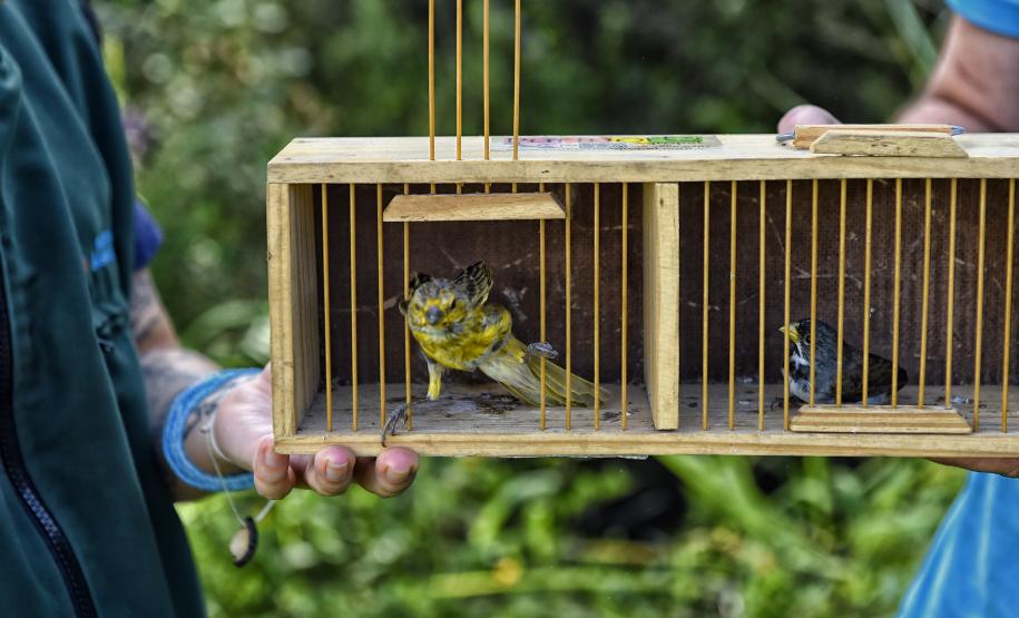 Após reabilitação e testes de voo, IAT devolve à natureza seis pássaros em Pontal do Paraná