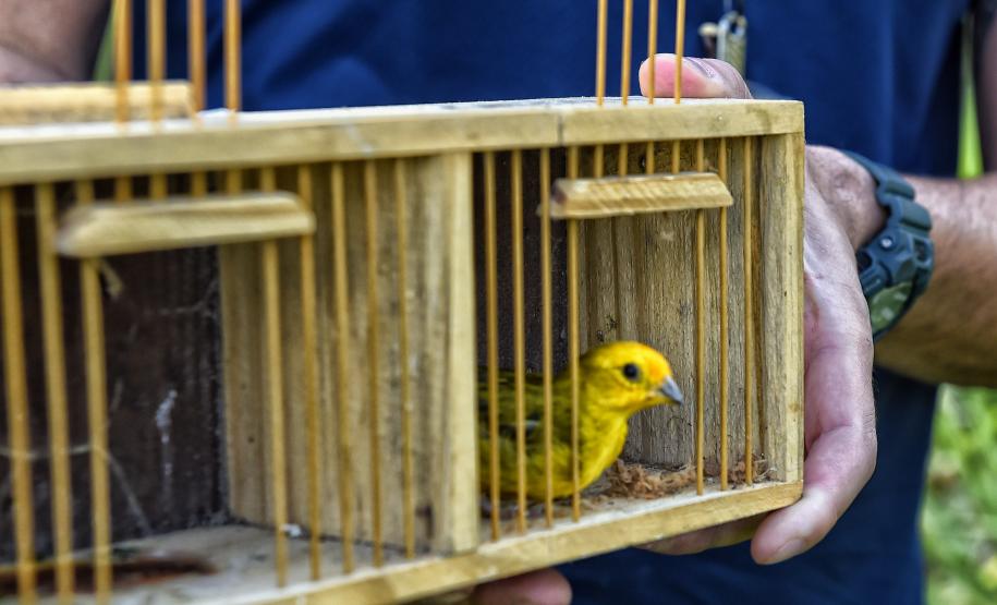 Após reabilitação e testes de voo, IAT devolve à natureza seis pássaros em Pontal do Paraná