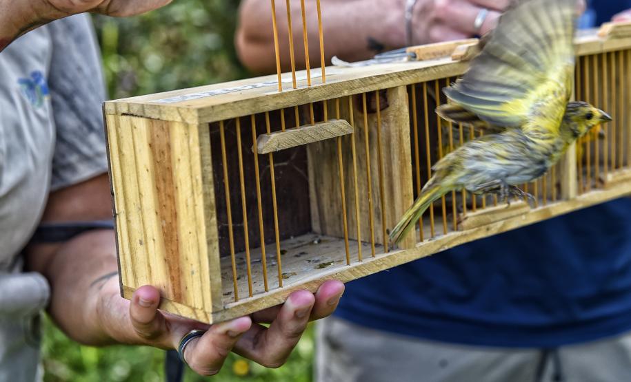 Após reabilitação e testes de voo, IAT devolve à natureza seis pássaros em Pontal do Paraná
