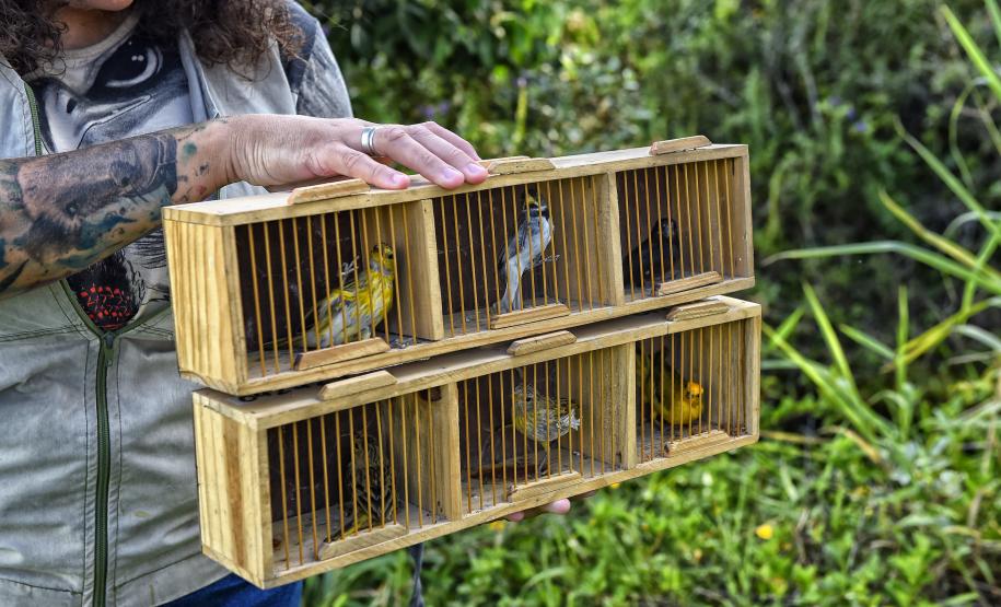 Após reabilitação e testes de voo, IAT devolve à natureza seis pássaros em Pontal do Paraná