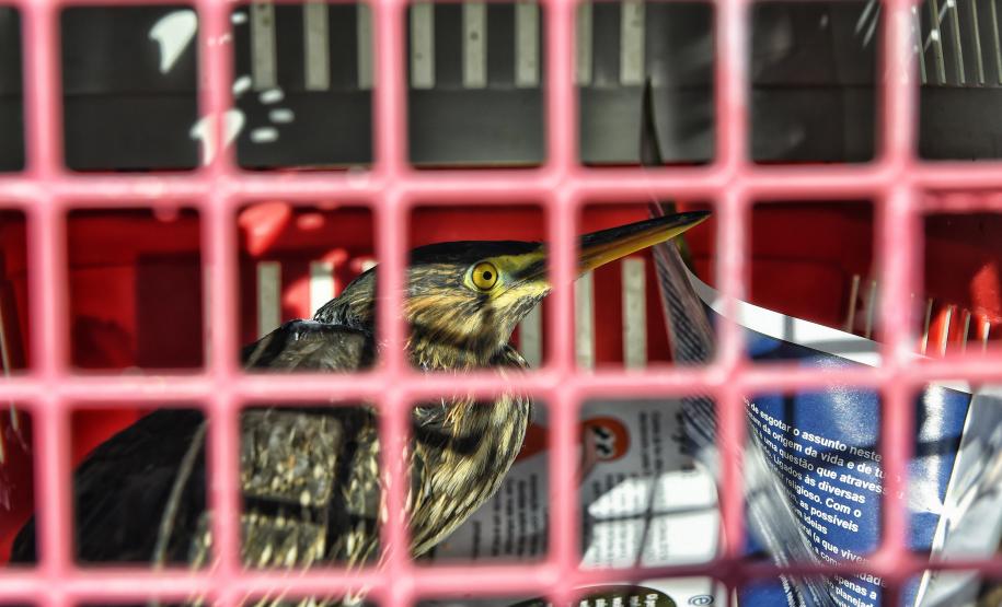 Após reabilitação e testes de voo, IAT devolve à natureza seis pássaros em Pontal do Paraná